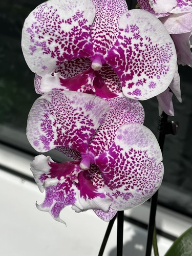 Orchidee phalaenopsis body - orchidee,