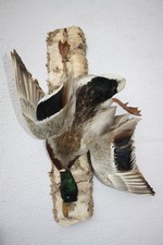 Tierpräparat Ente, Erpel