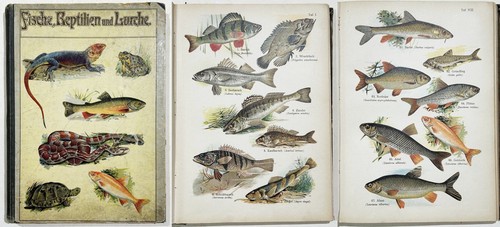 Fisch fische schlangen - fisch,