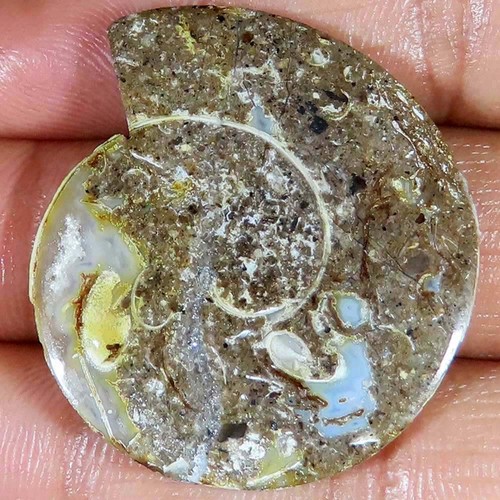 Natürlich fossil - 54.56, ct