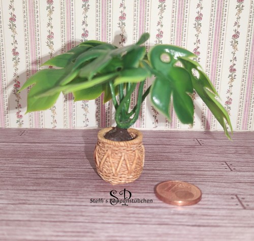 Pflanze topf monstera - im, "monstera"