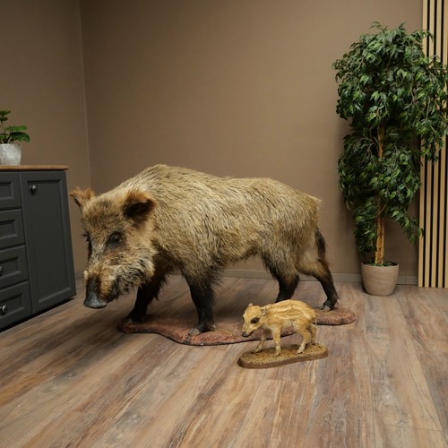 Wildschwein europäischer