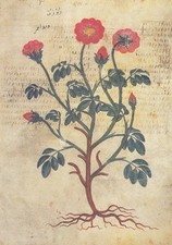 Wiener Dioscurides, fol.282r: Gartenrose ngl E6694