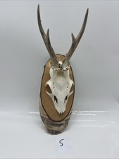 Rehgeweih Trophäen Rehbock