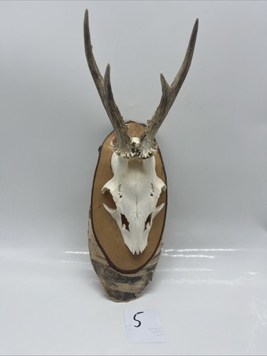 Rehgeweih trophäen rehbock - trophäen,