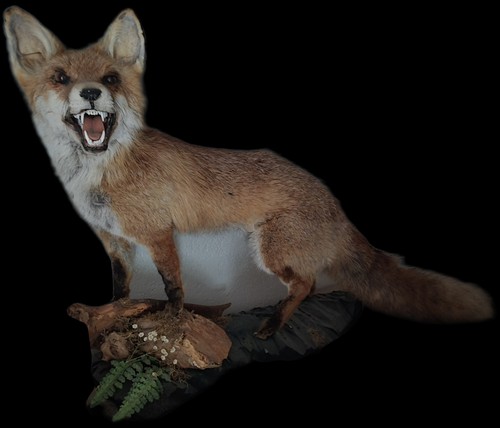 Fuchs rotfuchs präparat - rotfuchs,