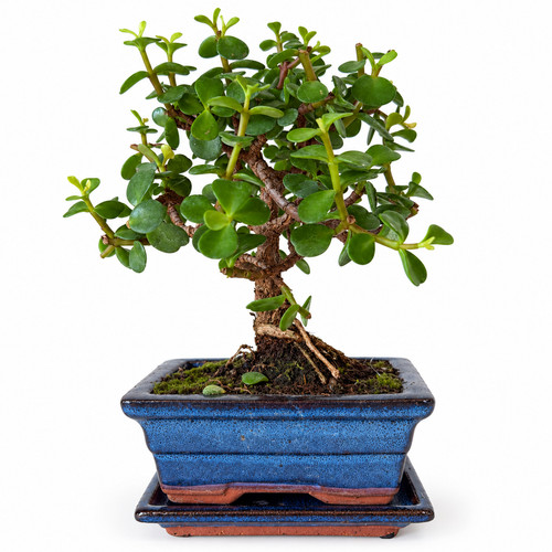 Bonsai jadebaum - bonsai,