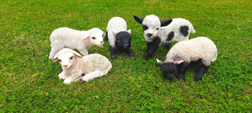 Muwse lamm schaf ziege - lamm, 100%