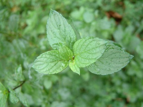 Minze wasserminze mentha - minze,