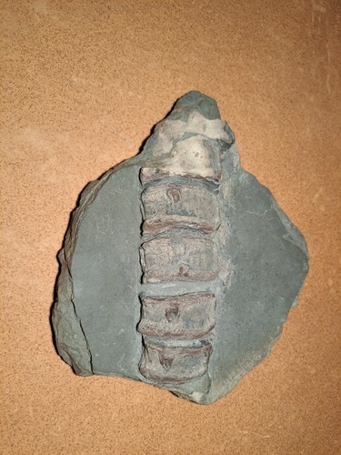 Ichthyosaurier wirbelkette - ichthyosaurier, –