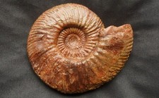 Fossilien Ammonit Jura Dogger