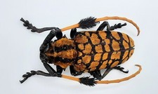 Cerambycidae, Aristobia
