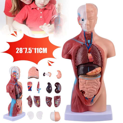 Herz torso medizinisches - herz,