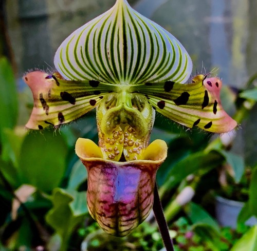 Paphiopedilum species venustum - paphiopedilum,