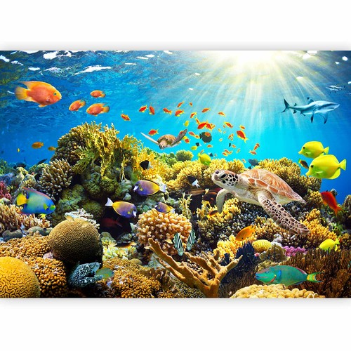 Ozean meer koral fisch - meer,