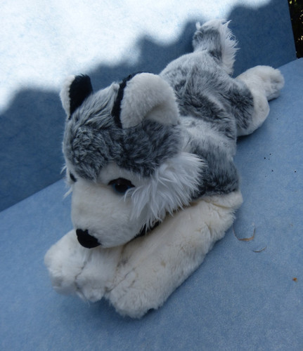 28922 hund husky - hund,