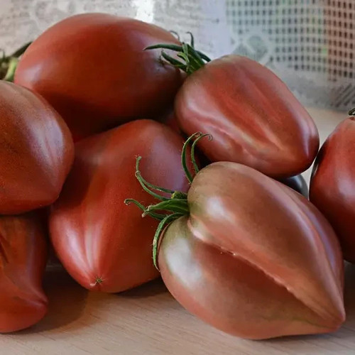 Tomatensamen - (7+, samen)
