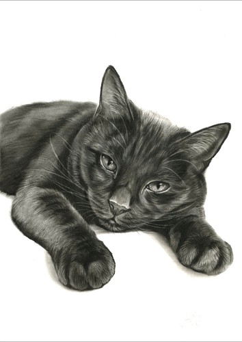 Black cat schwarze katze kohle - cat,