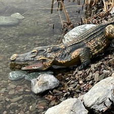 Krokodil alligator 115 - 115, cm