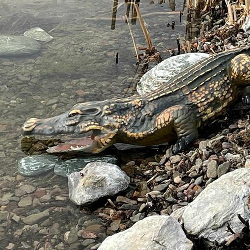 Krokodil alligator 115 - krokodil, cm