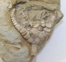 Crinoide, Barycrinus sp