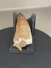 TOP Original Dinosaurier