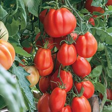 Tomatensamen 12; italienische Sorte "Cuor Di Albenga" , aus 2024