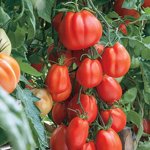 Tomatensamen - , samen)