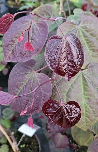 Cercis canadensis forest - canadensis, 'forest