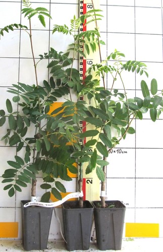 Sorbus aucuparia edulis - aucuparia, "edulis"