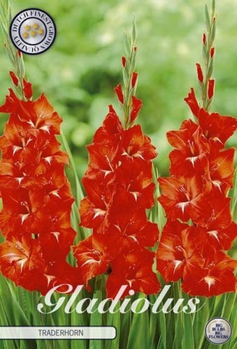 Großblumige rote gladiole - rote,