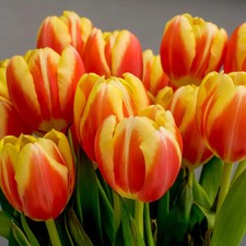 Tulpe, rot-gelb, vorgetrieben