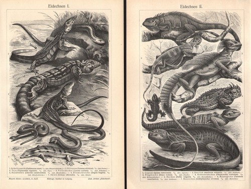 Echsen ii varan leguan - echsen, +