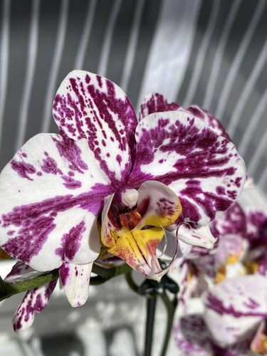 Orchidee phalaenopsis mit - phalaenopsis, 4