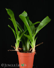 Neoregelia ‘Fireball’  | Bromelie für Terrarien kleinbleibend Epiphyt