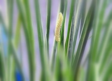 4 Pflanzen Kalmus Teichpflanze