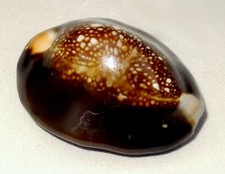 Meeresschnecke Cypraea