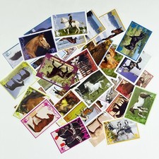 15x Panini Sammelsticker PFERDE IN FREIER WILDBAHN Wild Horses/Caballos/Cavalos