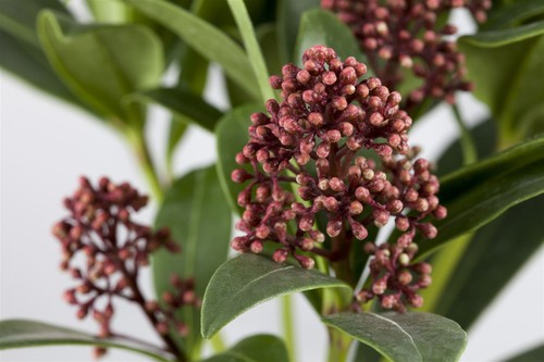 Skimmia japonica rubella - skimmia,