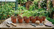 6er 10er set tomatenpflanzen - set,