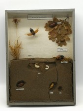 Maikäfer Schaukasten