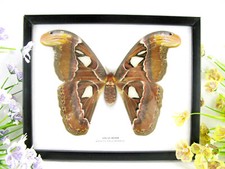 Atlas Moth f. - Wunderschöner echter präparierter Schmetterling im Schaukasten