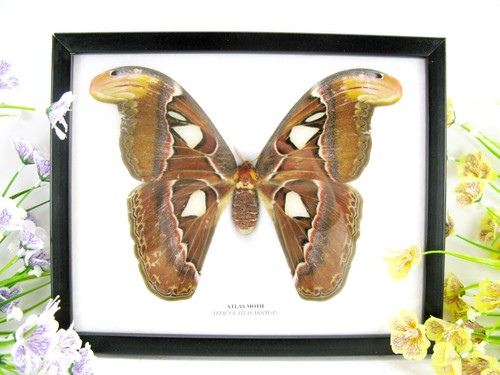 Atlas moth wunderschöner - atlas, f.