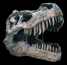Totenkopf tyrannosaurus rex - tyrannosaurus,