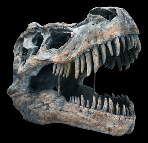 Totenkopf tyrannosaurus rex - totenkopf,