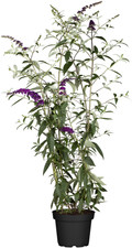 Buddleja davidii 'Black