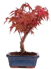 Bonsai - Acer palmatum Deshojo