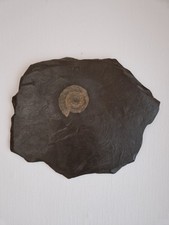 Ammonit, Dactylioceras auf