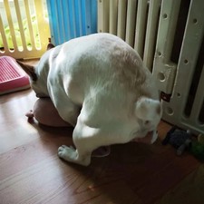 Plüsch Schwein Hundespielzeug Langlebig Interaktiv kleiner Hund Spielzeug