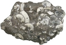 Lias  Grabgemeinschaft mit